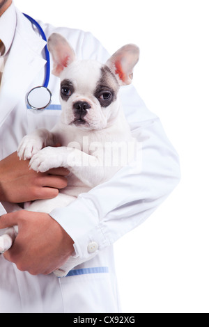 Vet mains tenant un chien de terrier de Boston (isolé sur blanc) Banque D'Images