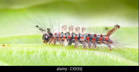 Houppes, Vaporer espèce d'Orgyia antiqua, Caterpillar Banque D'Images