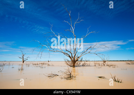 Arbres morts dans le lac inondé Pinaroo. Banque D'Images
