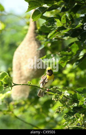 Baya Weaver Ploceus philippinus mâle - Andhra Pradesh - Inde du Sud Banque D'Images