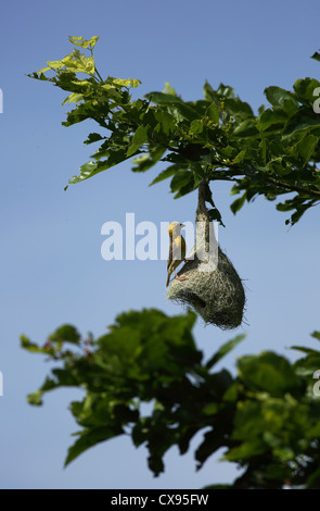 Baya Weaver Ploceus philippinus mâle - Andhra Pradesh - Inde du Sud Banque D'Images