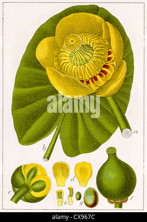 Nuphar luteum Banque D'Images