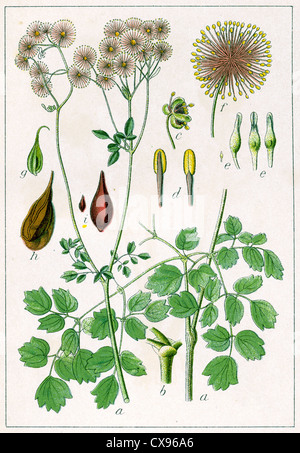 Thalictrum aquilegifolium Banque D'Images