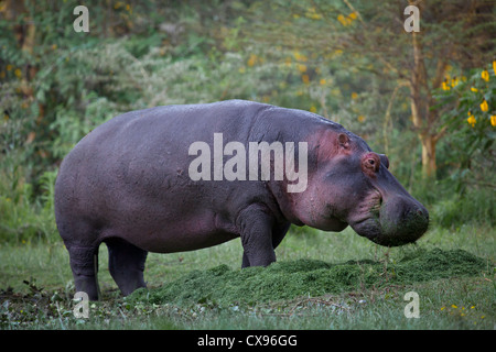 Hippo sur terre de manger. Banque D'Images