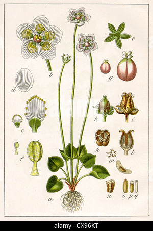 Parnassia palustris Banque D'Images