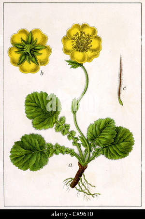 Geum montanum Banque D'Images