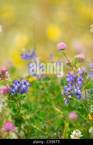 Fleurs d'islande Banque D'Images