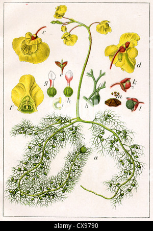 L'Utricularia vulgaris Banque D'Images