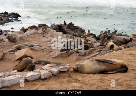 Des centaines d'otaries à fourrure batifolent sur la plage à Cape Cross, la Namibie sur la Skeleton Coast Banque D'Images