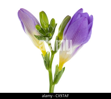 Goujon de blue vanda isolated on white Banque D'Images