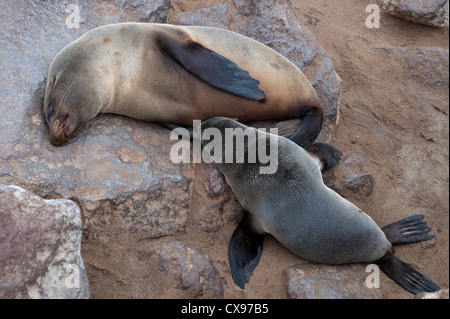 Les jeunes fur seal pup être nourris par une grande femelle fur seal. Banque D'Images