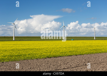 Windturbines néerlandais derrière un champ jaune coleseed Banque D'Images