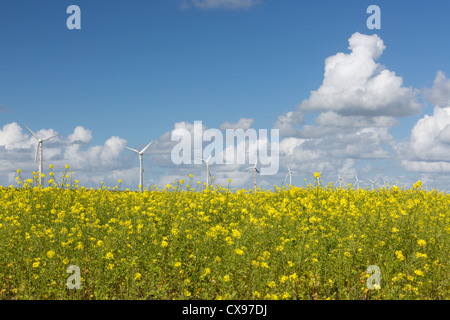 Windturbines néerlandais derrière un champ jaune coleseed Banque D'Images