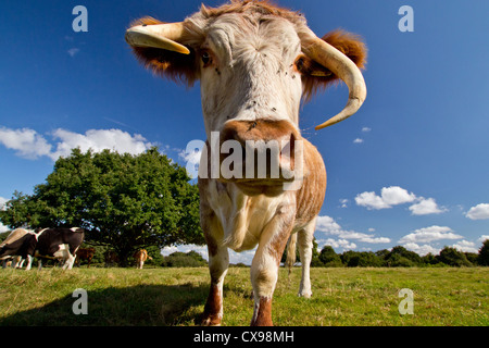 Portrait d'un grand-duc d'anglais Longhorn vache avec vole sur son nez. Banque D'Images