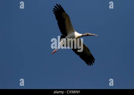 Wood Stork (Mycteria americana) en vol Banque D'Images