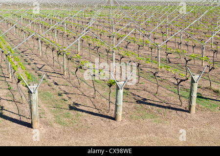 Au début du printemps la vigne dans la Swan Valley, dans la banlieue de Perth, Australie occidentale Banque D'Images
