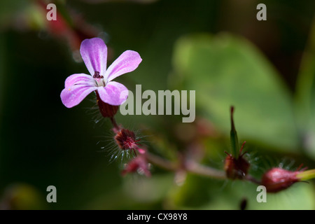 Herb Robert flower Banque D'Images