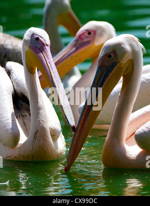 Great White Pelican Banque D'Images