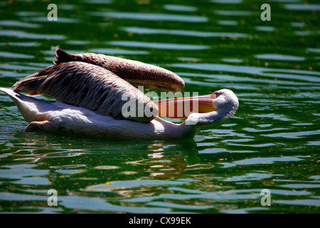 'Rosy',Pelican Pelican,Rose,Pelicanus,Oncrotalus,Pelecaniformes Pelecanidae, faune,Avis,Inde,oiseaux, Banque D'Images