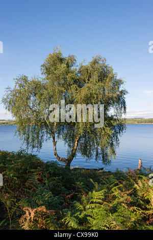 Arbre bouleau verruqueux (Betula pendula) par réservoir Derwent Banque D'Images