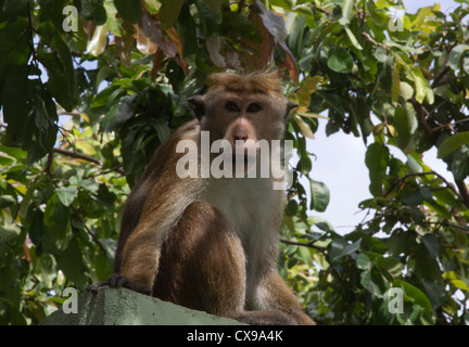 Le macaque, Macaca sinica, Sri Lanka Banque D'Images