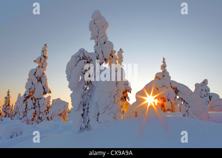 Arbres couverts de neige au coucher du soleil à Yllas, Finlande. Banque D'Images