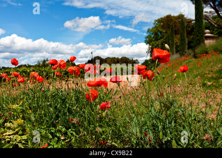 Les coquelicots au bord de la route près de Bonnieux, Provence, France Banque D'Images