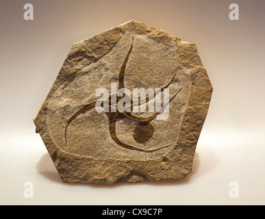 Fossiles de la mer étoiles la mer étoiles de mer sont des invertébrés (échinodermes) qui vivent sur le fond de la mer. Fossiles de pierres marocaines Banque D'Images