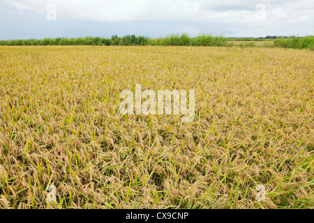 Champ de riz prêts à être récoltés dans le sud de la Louisiane Banque D'Images