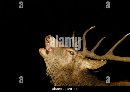 Cerf mâle beuglant à l'aube dans la forêt éclairée par un rayon de soleil sur le visage au cours de l'automne saison du rut. ressemble à prises la nuit avec flash mais pas. Banque D'Images