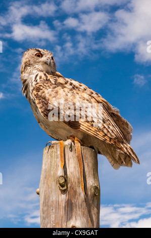 Un turkmène en captivité Eagle Owl Bubo bubo ( turkomanus ) au Royaume-Uni Banque D'Images