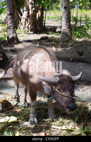 Les jeunes buffles d'eau, Bubalus bubalis, Baucau, au Timor oriental Banque D'Images