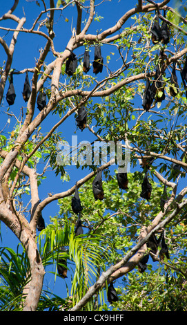 Peu rouge renards volants, Pteropus scapulatus, se percher dans un arbre, Litchfield National Park, Territoire du Nord Banque D'Images