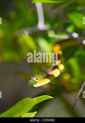 Golden Tree Snake, Dendrelaphis punctulata, Litchfield National Park, Territoire du Nord Banque D'Images