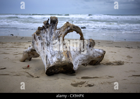 Tronc d'arbre échoué sur une plage en France à partir de l'Atlantique. Banque D'Images