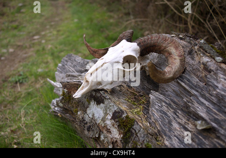 Un crâne de mouton aux côtés du Camino de Santiago près de Roncevaux en Espagne. Banque D'Images
