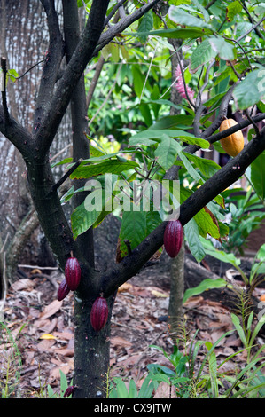 Cabosse cacao Caraïbes Antilles Françaises Guadeloupe accueil fruits alimentaire du chocolat la maison du chocolat pointe noire Banque D'Images