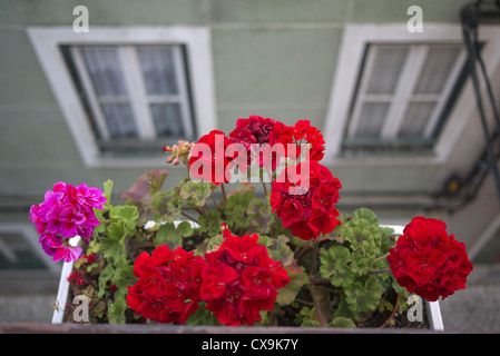 Boîte de fenêtre contenant des Géraniums. Banque D'Images