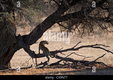 Léopard Kalahari , Parc transfrontalier de Kgalagadi, République d'Afrique du Sud, Botsuana, Parc de la paix Banque D'Images