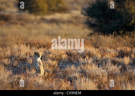 Guépard, le guépard, Acinonyx jubatus, Kgalagadi Transfrontier Park, Afrique du Sud, Botsuana Banque D'Images