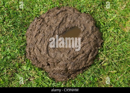 Amorçage à cow pat, Derbyshire, Angleterre Banque D'Images