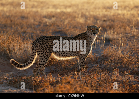 Guépard, le guépard, Acinonyx jubatus, Kgalagadi Transfrontier Park, Afrique du Sud, Botsuana Banque D'Images