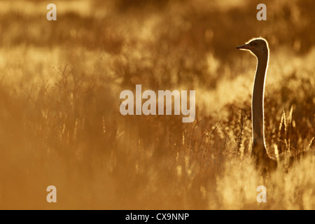 Autruche (Struthio camelus) dans la poussière, tôt le matin, désert du Kalahari, Afrique du Sud, dans les dunes Banque D'Images