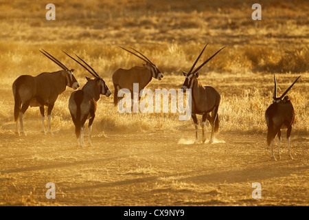 Les antilopes gemsbok (Oryx gazella) , désert du Kalahari, Afrique du Sud Banque D'Images