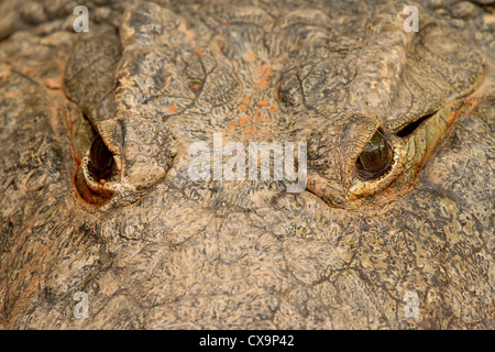 Yeux de crocodiles dans closeup Banque D'Images