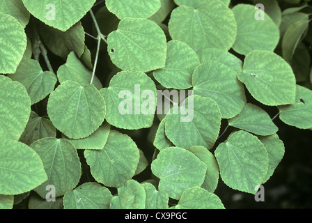 Arbre Katsura Cercidiphyllum japonicum (Cercidiphyllaceae) Banque D'Images