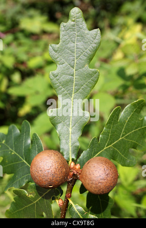 En galles sur Penduculate Oak Tree causé par le Gall Wasp Andricus kollari Banque D'Images