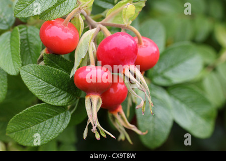 Rosa rugosa Rose japonais Berries Banque D'Images