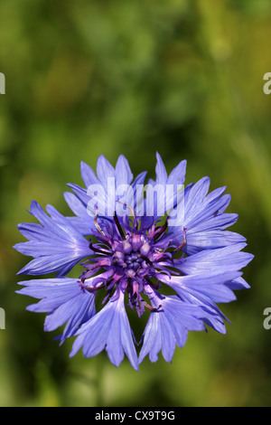 Centaurea cyanus bleuet Banque D'Images