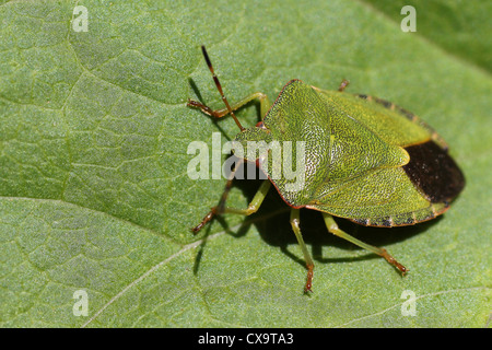 Hot Green Shield Bug Palomena prasina Banque D'Images